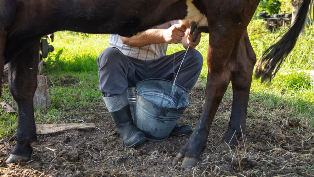 cow milking Rabies