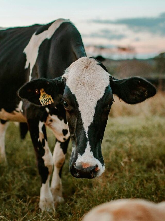 आपकी गाय भी कम दूध दे रही? ये एक नुस्खा करेगा चमत्कार!