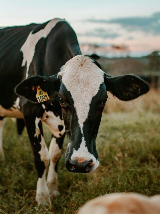 ठंड बढ़ी तो दूध घटेगा, पशुपालक अभी नोट कर लें ये गाइड