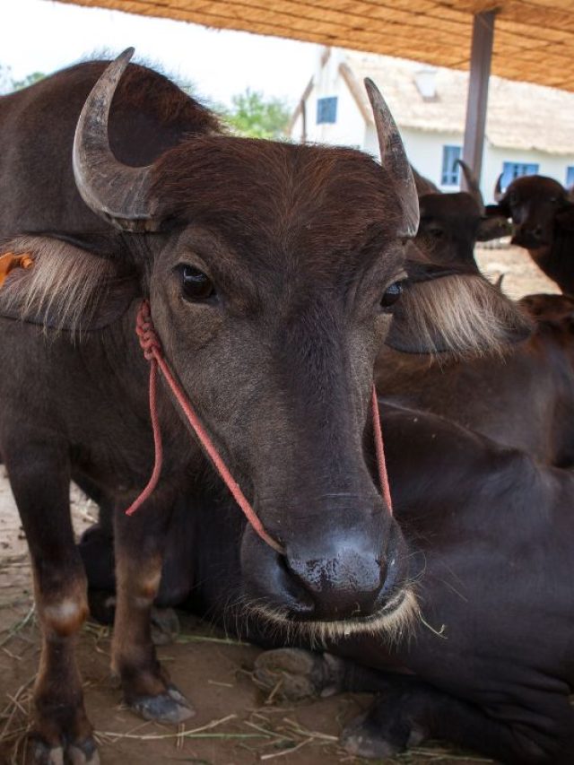 भैंस खरीदने से पहले जान लीं ये बातें तो डेयरी में मुनाफा पक्का!