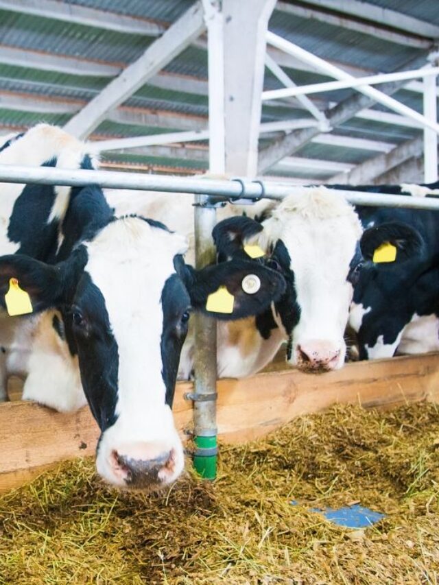 पशुओं के आहार में नमक क्यों है जरूरी? जानें