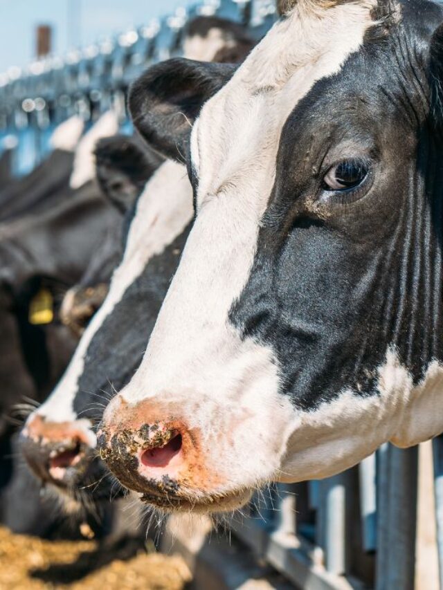 ठंड में ऐसे बीमार पड़ते हैं मवेशी, जल्दी पढ़ें ये 8 उपाय!