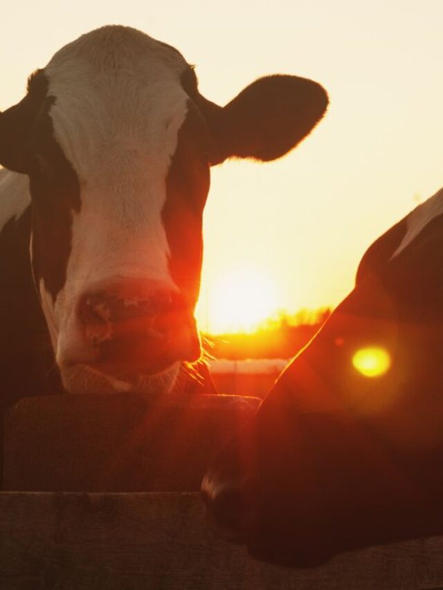 किसानों की कमाई 2X कर सकती है गाय की ये 5 देसी नस्ल!