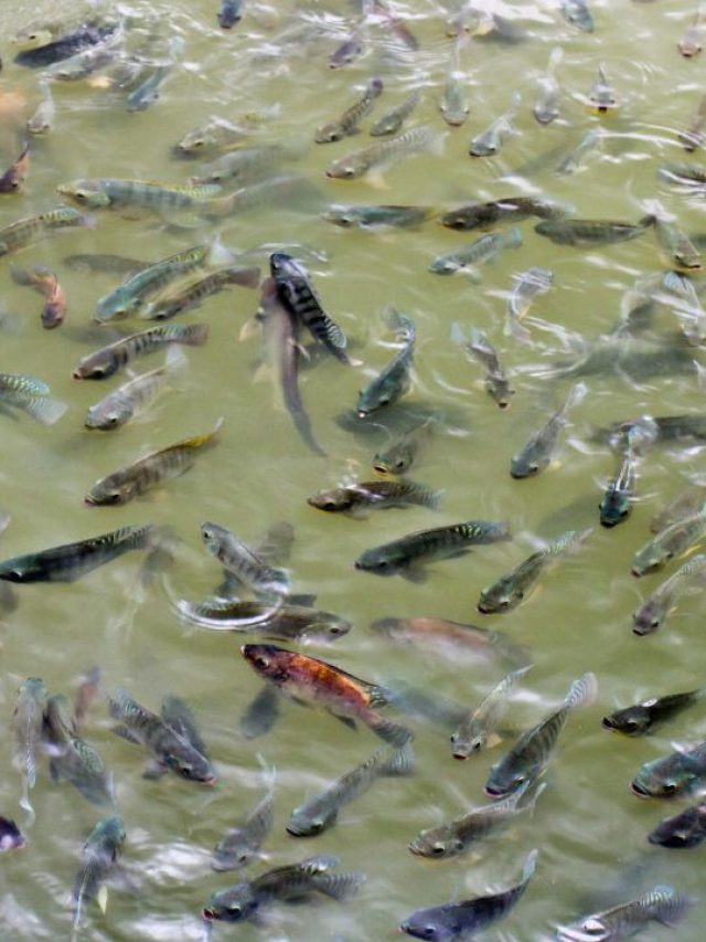 मछली पालक अपनाएं ये 15 मिनट वाला नियम, मुनाफा होगा बंपर!