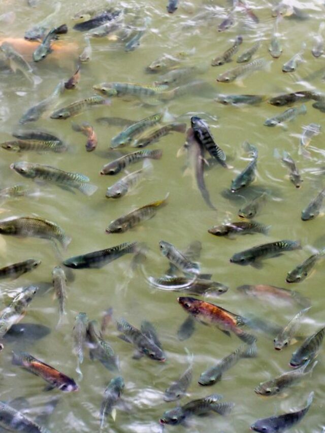 मछली पालक सर्दी में इन 5 बातों का रखें खयाल, होगी बंपर कमाई