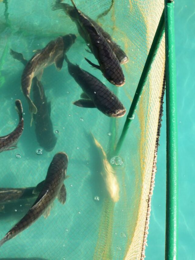 मछली पालन से होगी लाखों का कमाई, बस अपनाएं ये फॉर्मूला!