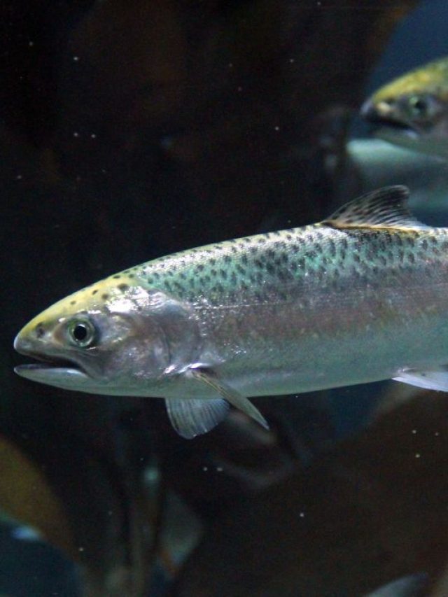 जनवरी में मछली पालन की ये गलती पड़ सकती है भारी!