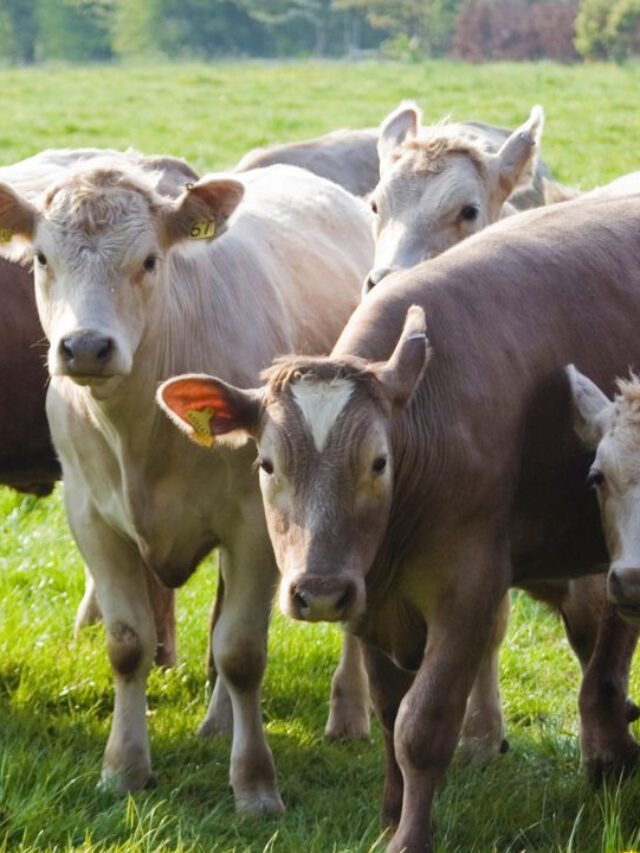 कहीं आपकी गाय-भैंस भी नहीं हो रही है कमजोर, तुरंत कराएं गोबर की जांच.. ये है वजह