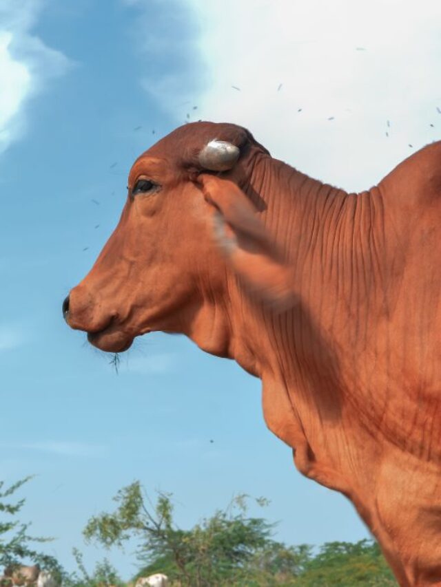 पाला पड़ते ही बिगड़ी पशुओं की तबीयत! अपनाएं ये जरूरी कदम