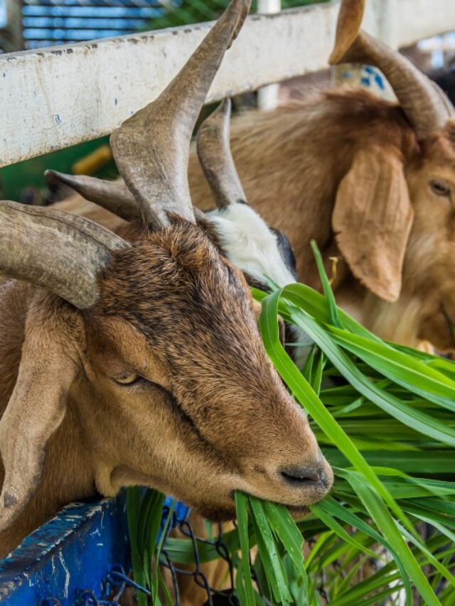 बकरियों का दूध बढ़ाना है? खिलाएं ये पत्तियां, देंखें कमाल!