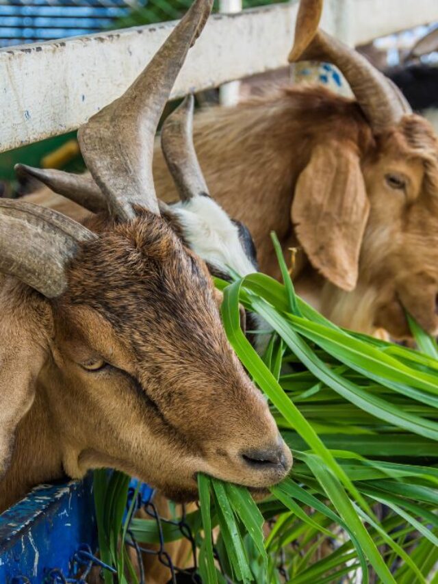 सर्दियों में बकरियों के लिए जहर बन जाता है ये चारा!