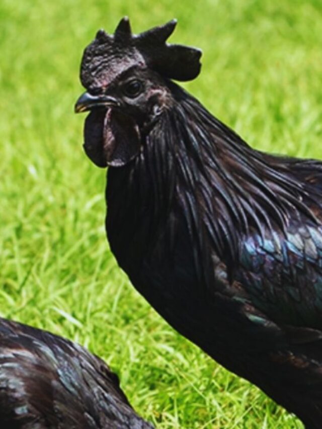 साधारण नहीं ये मुर्गा, खाने से मिलते हैं ये चौंकाने वाले फायदे