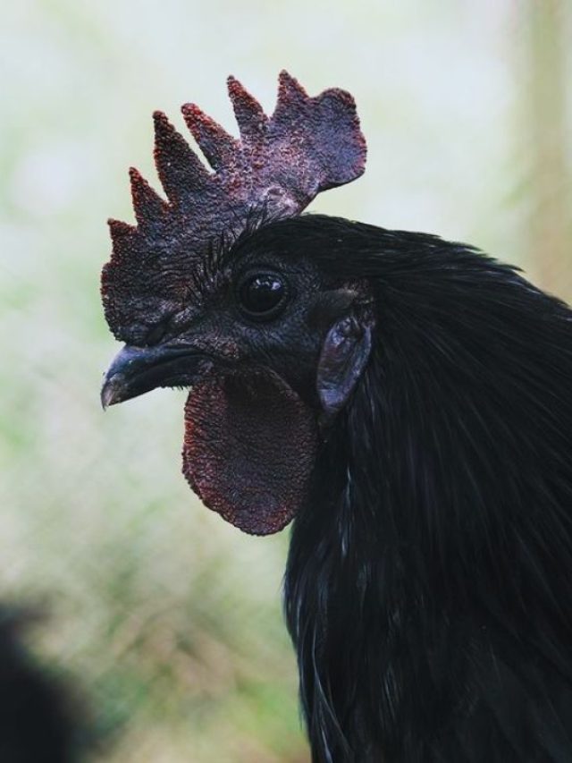 कम निवेश में कैसे शुरू करें कड़कनाथ मुर्गी पालन, बंपर होगा मुनाफा!