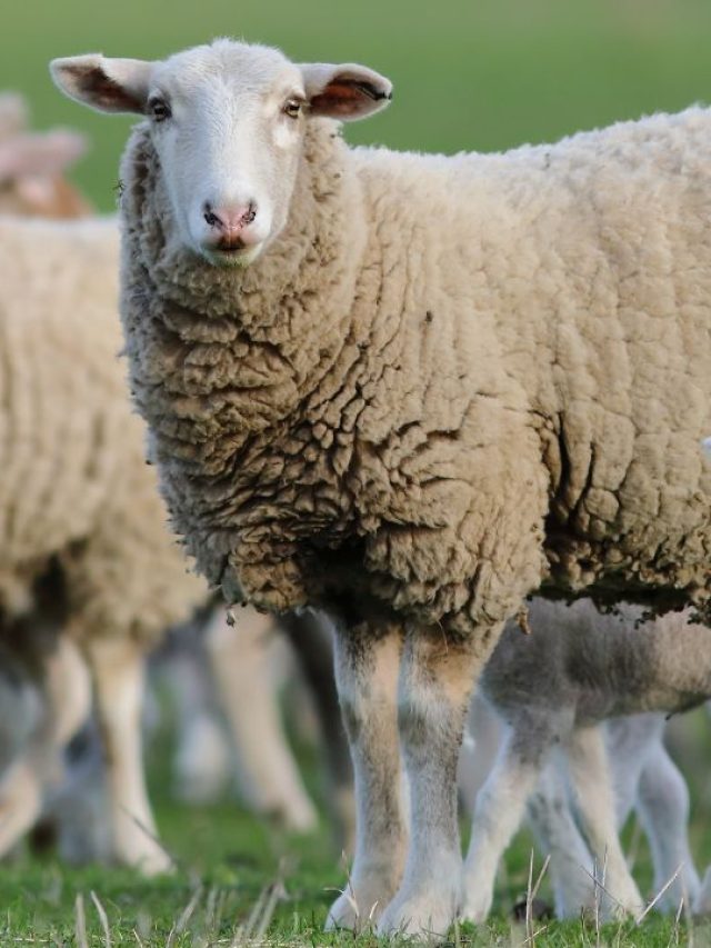 इस बिजनेस से किसान कर रहे हैं लाखों की कमाई, जानें