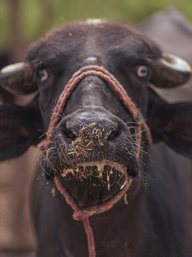 मुर्रा भैंस बनेगी कमाई की मशीन! जानें कैसे होगी लाखों की इनकम