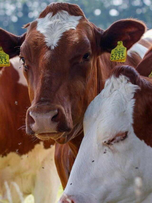 इस सर्दी अपनाएं ये टिप्स, नहीं तो तेजी से बीमार होंगे आपके पशु!