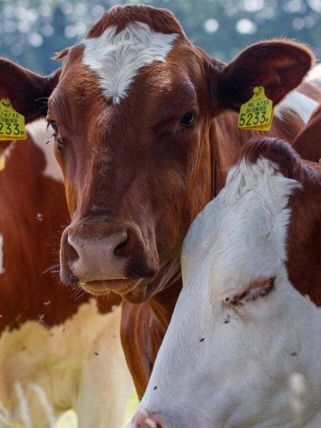 गाय-भैंस खरीदने से पहले जरूर देखें ये एक चीज!