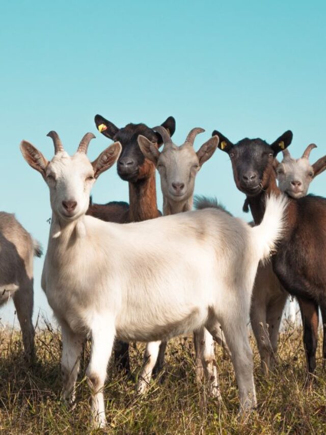 यहां मिल रही है Free बकरी पालन की ट्रेनिंग, जानें