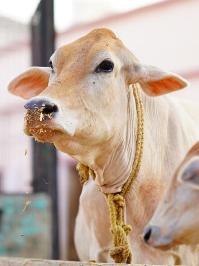 थनैला रोग से दूध घटने का खतरा, तुरंत करें ये बचाव उपाय!