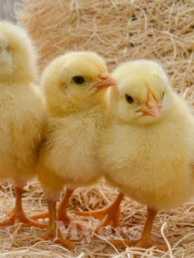 सर्दियों में चूजे क्यों सट रहे हैं? ये गलती सुधारें, वरना होगा नुकसान