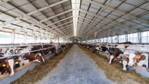 सही गाय-भैंस चुनना बेहद जरूरी, छोटी-सी गलती डेयरी शुरू करने वालों को पहुंचा सकती है बड़ा नुकसान