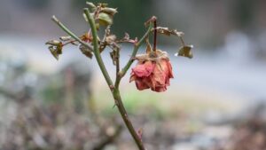 जनवरी में पौधों को कैसे रखें जिंदा और हरा-भरा, जानें देखभाल के टिप्स