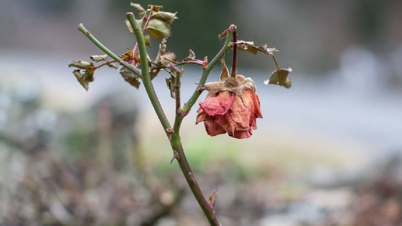 सर्दियों में पौधों की सबसे बड़ी दुश्मन-ठंड, कोहरा और पाला! ये तरीके बचाव में करेंगे आपकी मदद