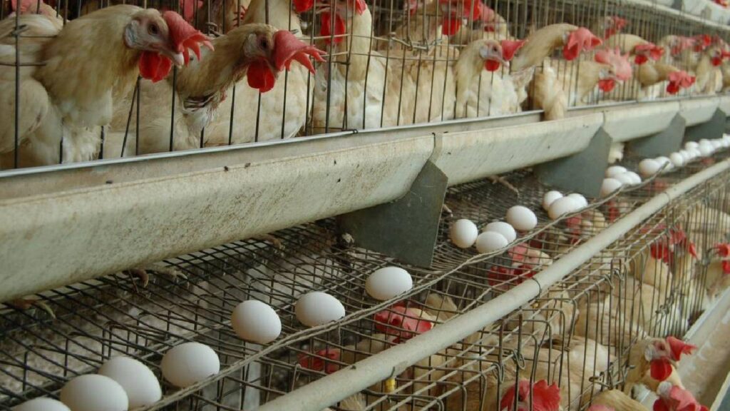 Egg Production: A Low-Investment, High-Profit Business Opportunity for Farmers and New Entrepreneurs