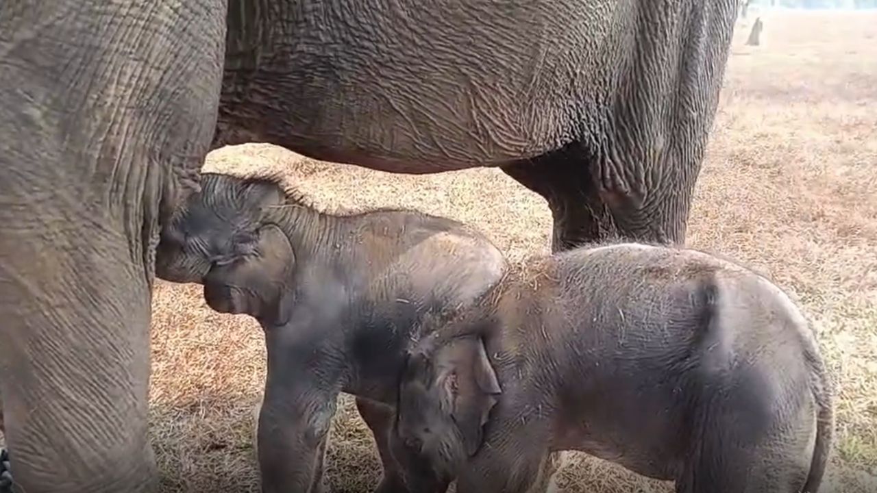 Female Elephant Given Birth To Twins First Time In History Of Panna Tiger Reserve Ptr Check Details