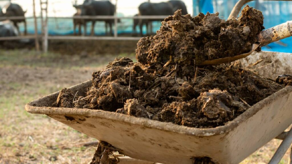 How to Make Cow Dung Manure at Home: Easy Natural Fertilizer Preparation for Healthy Crops and High Yield