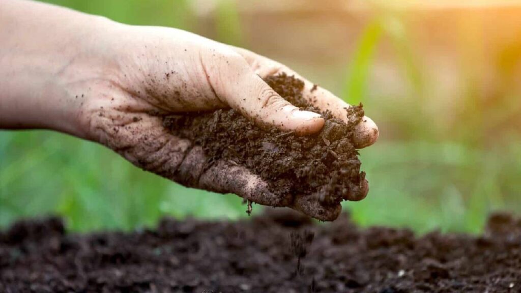 India’s Fertilizer Sales Rise 6% in Early November; Urea Demand Surges as Rabi Sowing Accelerates