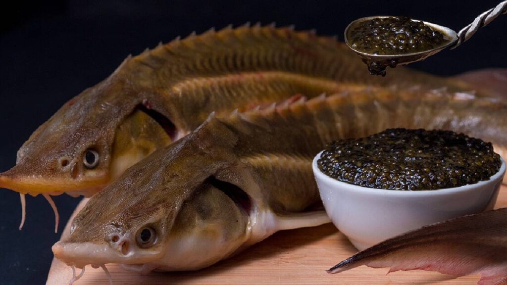 Caviar: The Black Gold of the Sea – Inside the World’s Most Luxurious and Expensive Delicacy
