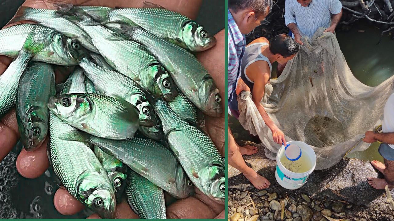 Over 50000 Fish Seeds Rescue From Drain In Mandi Himachal Pradesh Worth Over Rs 5 Lakhs