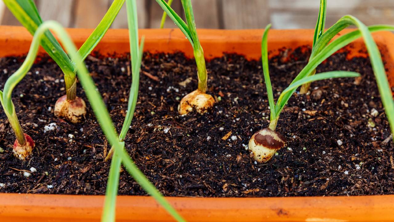 How To Grow Organic Garlic At Home Small Kitchen Garden Balcony Container Gardening Easy Tips Complete Guide