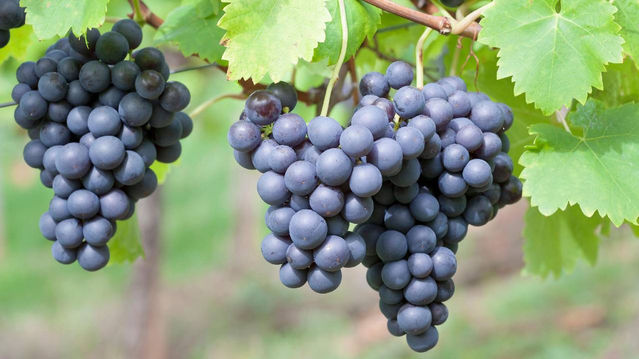 Where Is the World’s Oldest Grapevine? The Incredible Story of 400+ Year-Old Living Vines