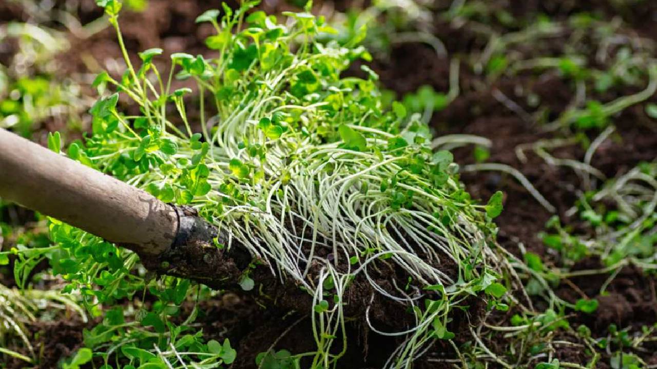Green Manure Benefits Before Banana Cultivation How It Improves Soil Fertility And Cuts Farming Costs For Farmers