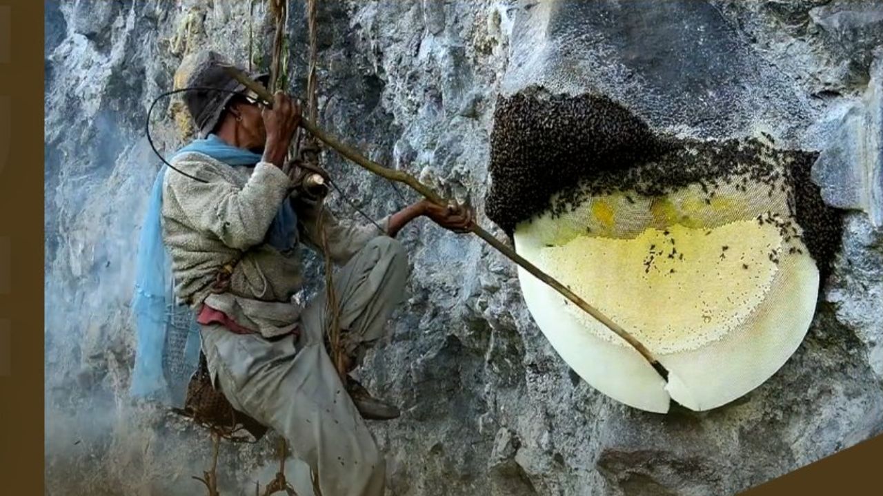 दोगुनी गति से बढ़ा शहद उत्पादन, क्लिफ हनी, सुलाई शहद और मधु क्रांति से किसानों की कमाई बढ़ी