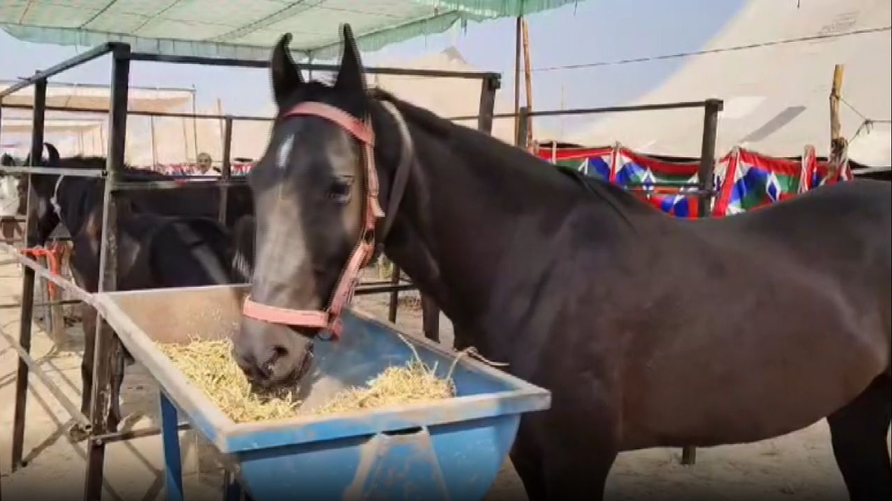horse fair Sri Ganganagar rajasthan