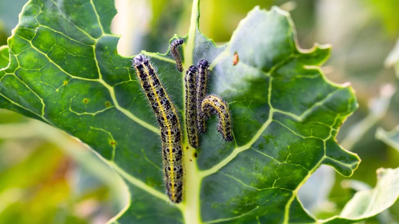 Natural Home Remedies And Easy Ways To Protect Vegetable Garden From Insects Pests Using Neem Oil Garlic Spray And Organic Methods