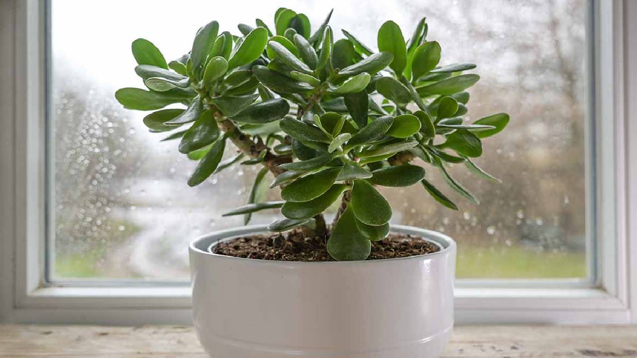 Add One Spoon Of Coffee Powder To Jade Plant For Faster Growth And Green Leaves Natural Fertilizer Home Gardening Tips