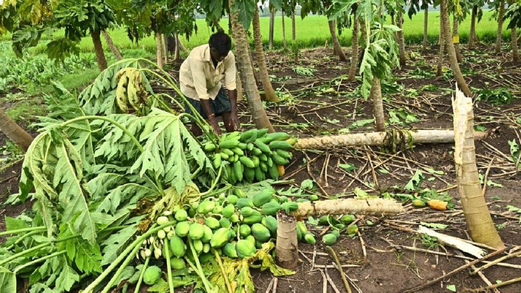 Cyclone Montha Devastates Crops in Jharkhand: 13 Lakh Farmers to Receive Compensation Under State Relief Plan