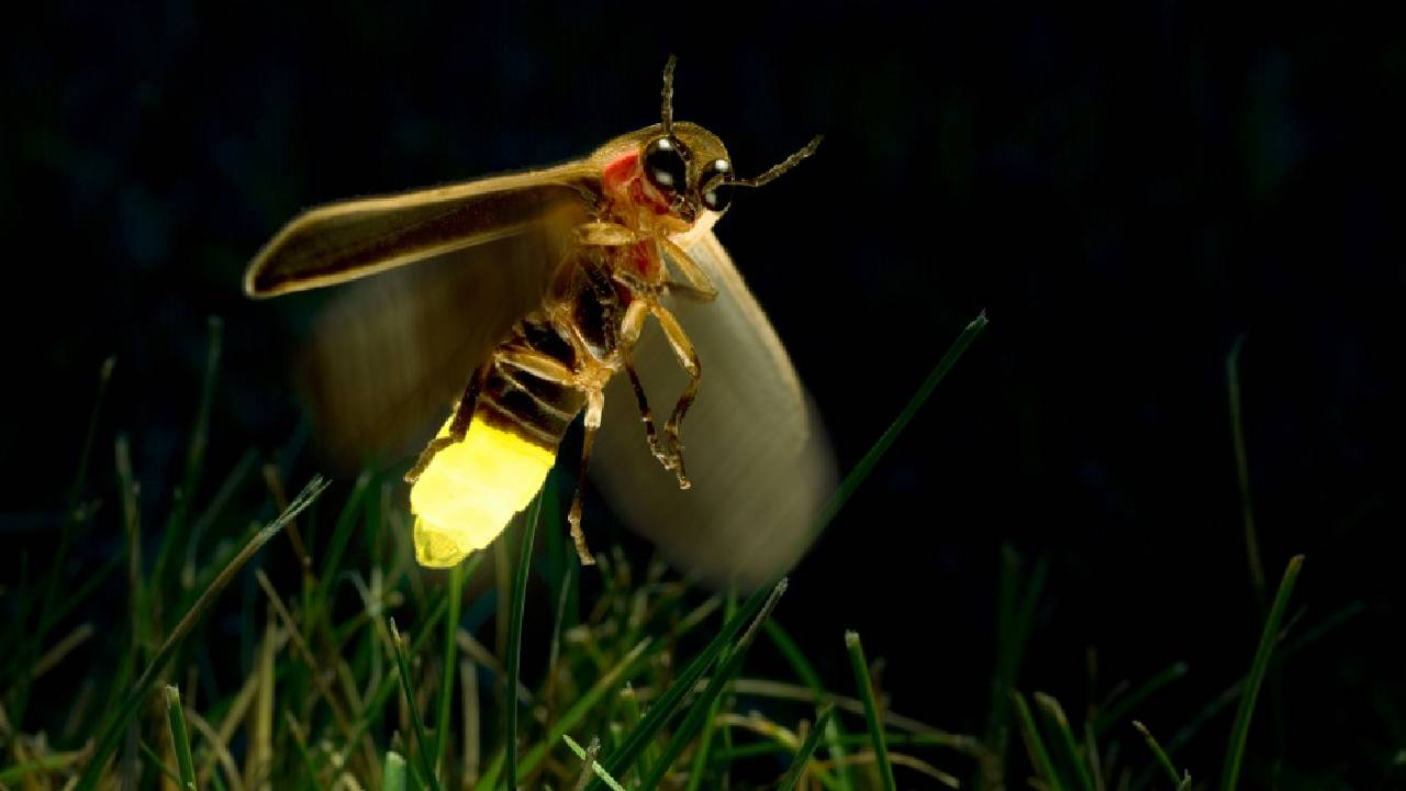 Why Do Fireflies Glow At Night Science Behind Fireflies Bioluminescence And How They Produce Light