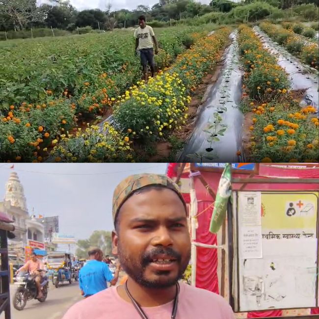 marigold flower farming cost & profit
