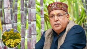 गन्ने के साथ सरसों की सहफसली खेती करें किसान, उन्नत किस्म के बीज दे रही सरकार