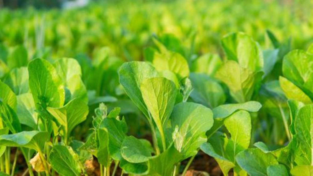 Now Farmers Are Earning High Profits By Cultivating Mustard Greens Instead Of Just Oilseed Crops