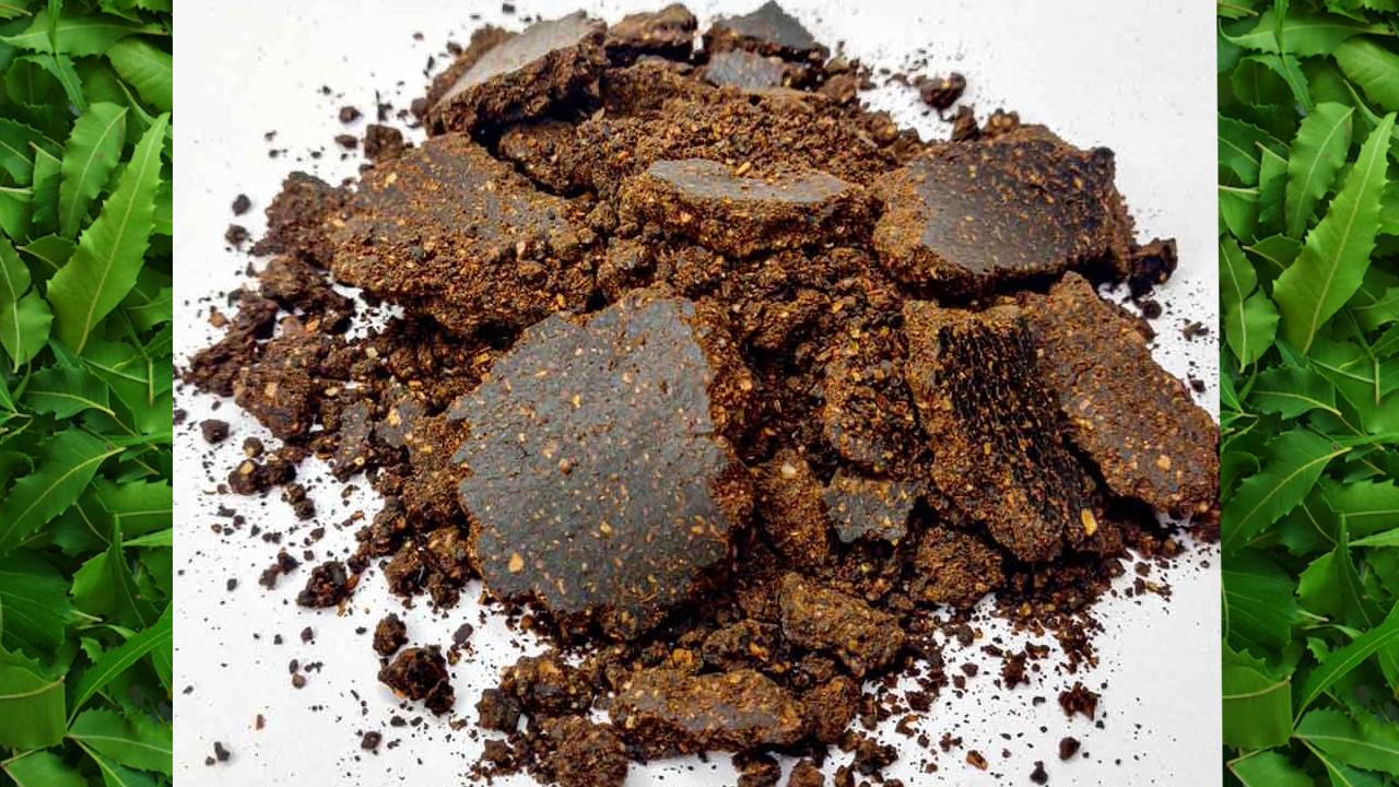 Make Your Own Neem Khali At Home Natural Fertilizer Preparation Process Uses Benefits For Organic Farming