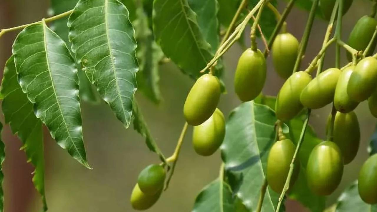 Say Goodbye to Costly Pesticides: Make an Effective Neem-Based Insecticide at Home