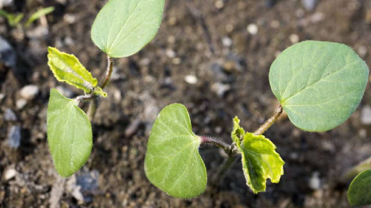 Winter Okra Cultivation Late November High Market Price Profit Farmers Guide Bhindi Farming Techniques
