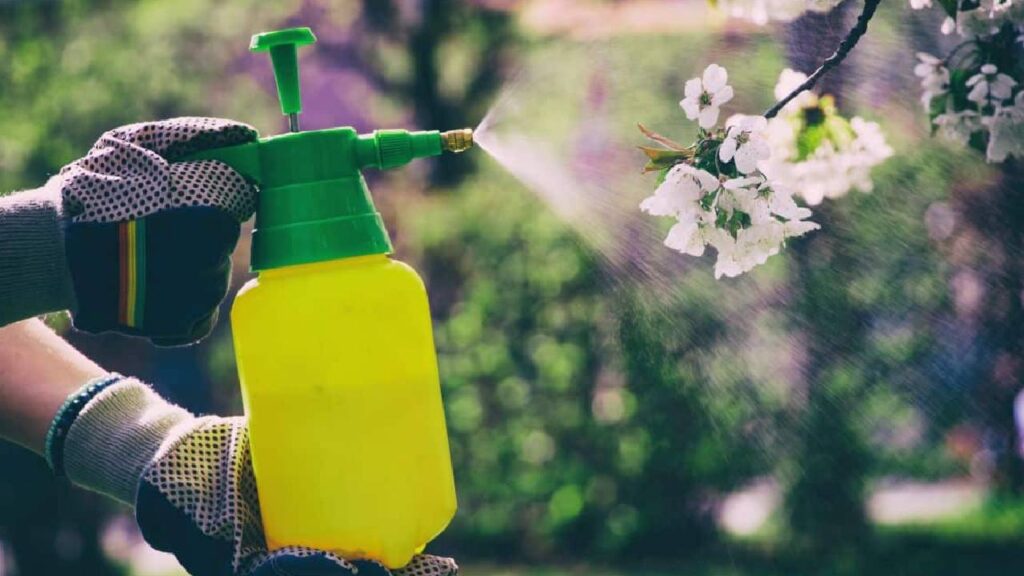 Make 3 Organic Pesticides at Home — Natural Protection for Your Plants