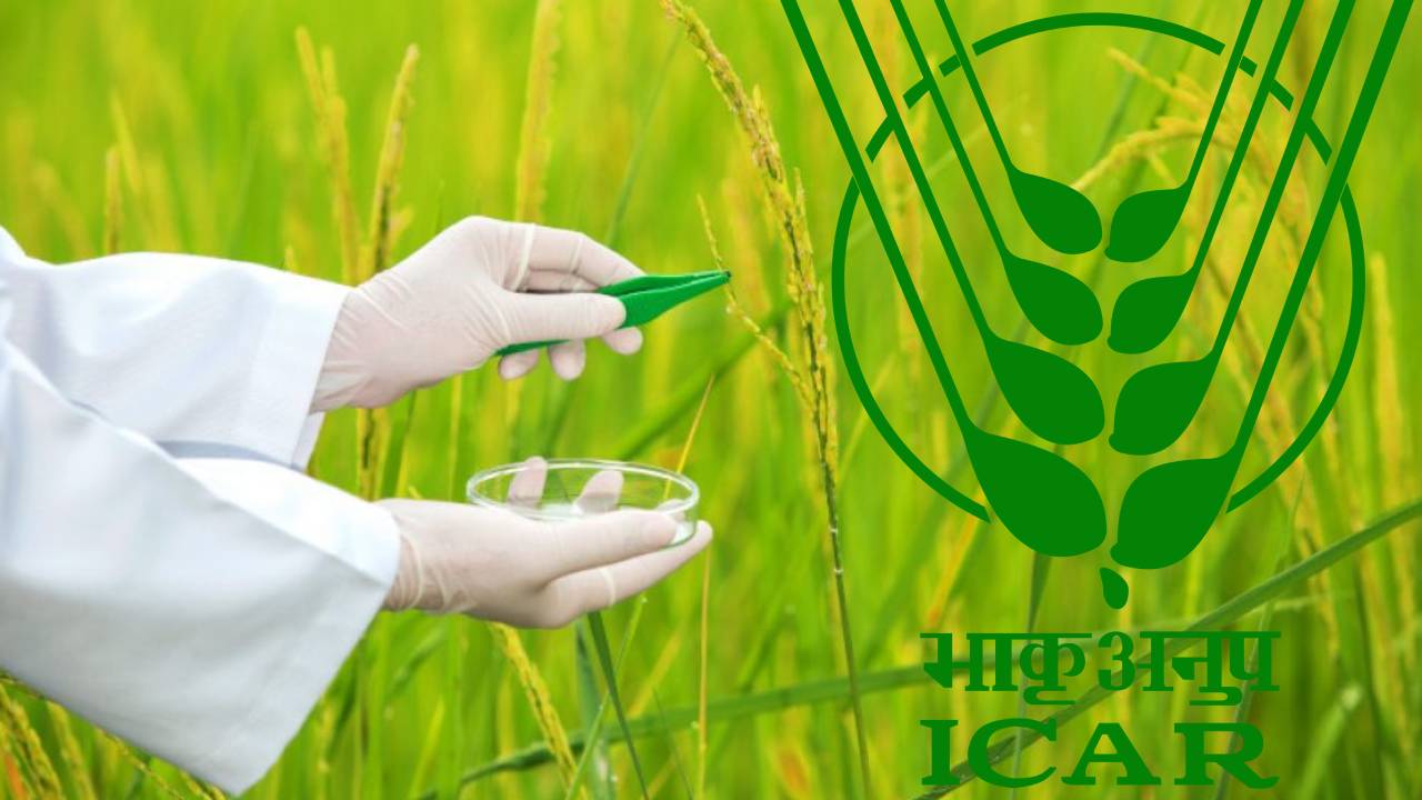 धान की नई किस्मों को लेकर ICAR घिरा विवादों में, NGO ने लगाए फर्जीवाड़े के आरोप Icar Genome Edited Rice Varieties Scientific Fraud Allegations By Ngo Over Trial Data Yield Claims And Performance Results Controversy